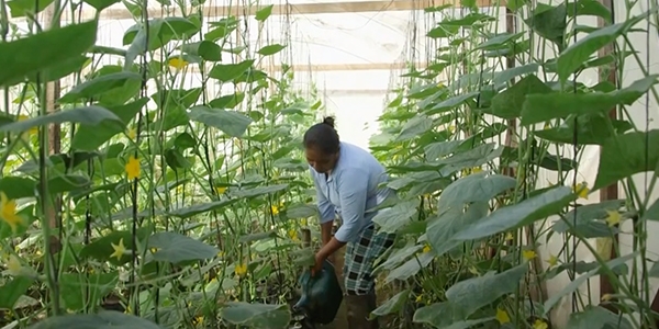 Grandma Berta in the Greenhouse